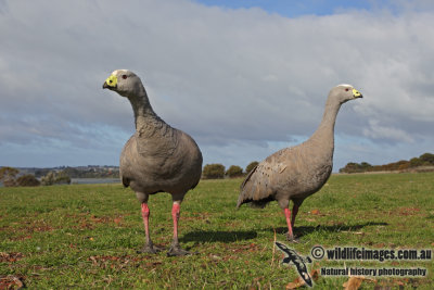 Cape Barren Goose 1486.jpg