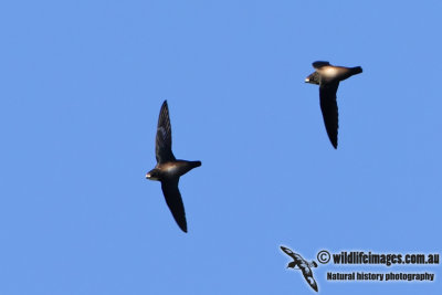 White-throated Needletail 0315.jpg