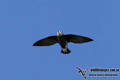 White-throated Needletail 0360.jpg