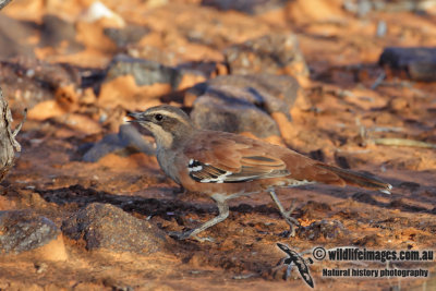 Western Quail-thrush 4069.jpg