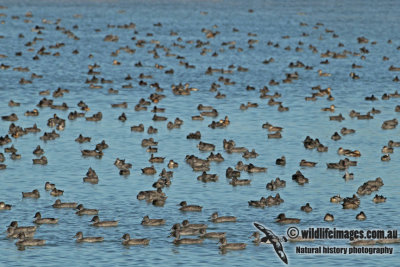 Freckled Duck a1759.jpg