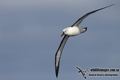 Yellow-nosed Albatross 2918.jpg