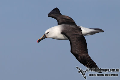 Yellow-nosed Albatross 2921.jpg