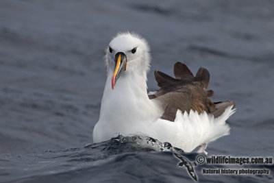 Yellow-nosed Albatross 3686.jpg