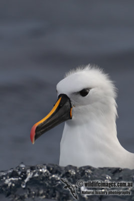 Yellow-nosed Albatross 3692.jpg