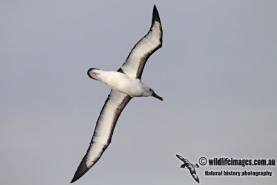 Yellow-nosed Albatross 3737.jpg
