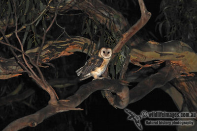 Tasmanian Masked Owl 3452.jpg