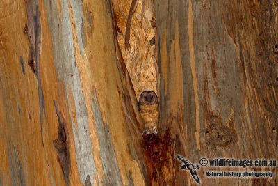 Tasmanian Masked Owl 4658.jpg