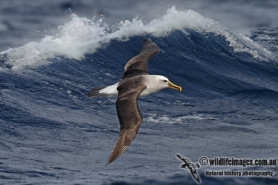 Buller's Albatross 2929.jpg