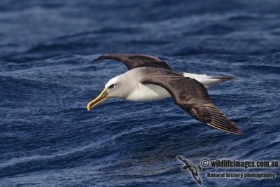Buller's Albatross 2977.jpg