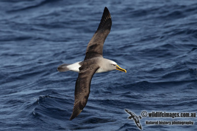 Buller's Albatross 3045.jpg