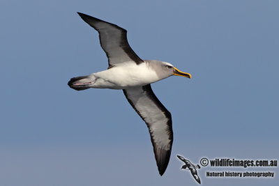 Buller's Albatross 3053.jpg