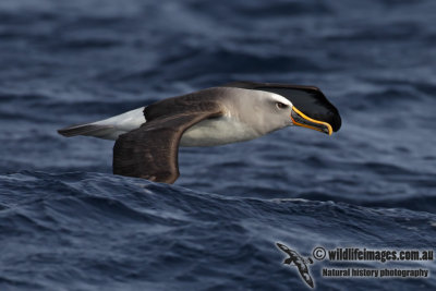 Buller's Albatross