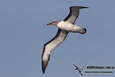 Buller's Albatross 3358.jpg