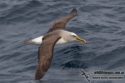 Buller's Albatross 3551.jpg