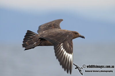 Southern Skua 2628.jpg