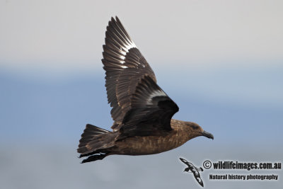 Southern Skua 2629.jpg