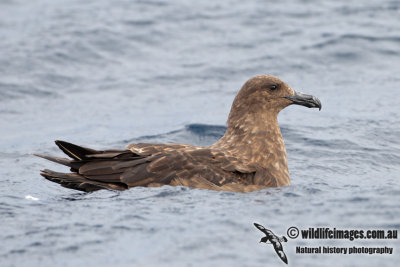 Southern Skua 2650.jpg