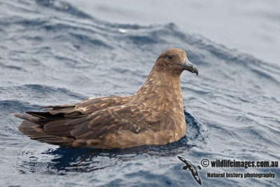 Southern Skua 2655.jpg