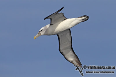 Shy Albatross 2904.jpg