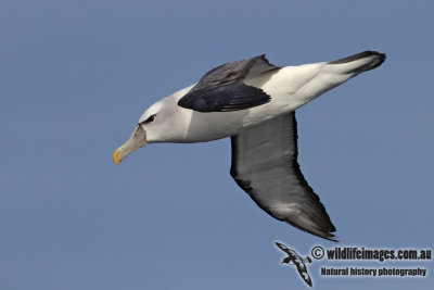 Shy Albatross 2905.jpg