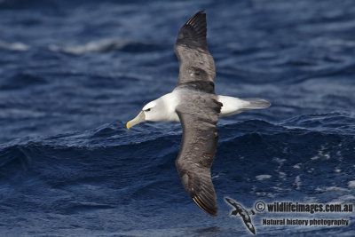 Shy Albatross 2910.jpg