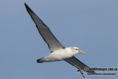 Shy Albatross 3086.jpg
