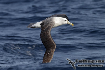 Shy Albatross 3101.jpg