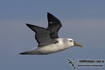 Shy Albatross 3160.jpg