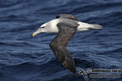 Shy Albatross 3301.jpg