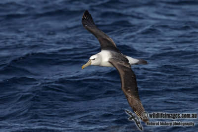 Shy Albatross 3318.jpg