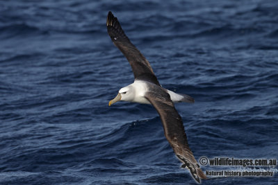 Shy Albatross 3319.jpg