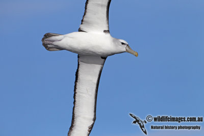 Shy Albatross 3326.jpg