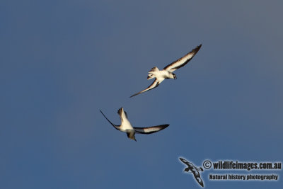 Black-winged Petrel 8292.jpg