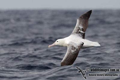 Southern Royal Albatross 3488.jpg