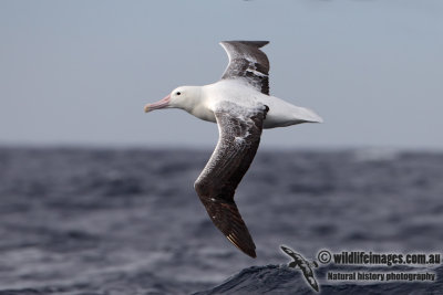 Southern Royal Albatross 3492.jpg