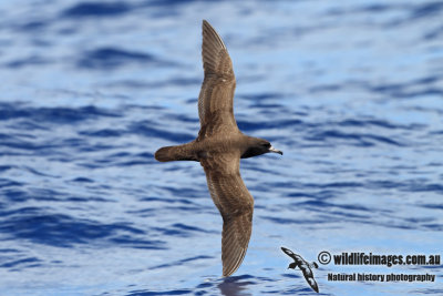 Flesh-footed Shearwater 7566.jpg