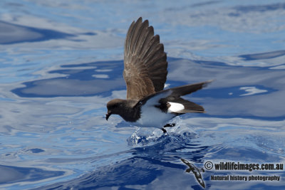 White-bellied Storm-Petrel 7185.jpg