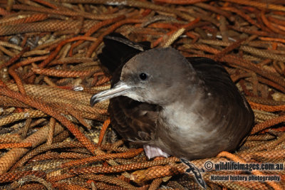 Wedge-tailed Shearwater