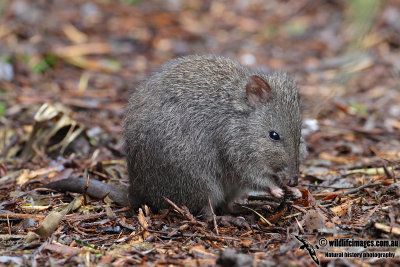 Long-nosed Potoroo 4929.jpg