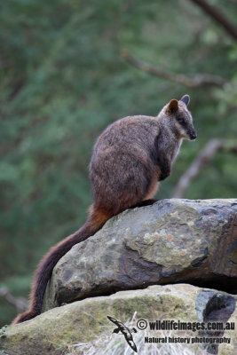 Brush-tailed Rock-Wallaby 5222.jpg
