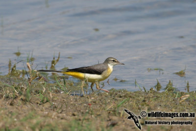 Grey Wagtail a7120.jpg