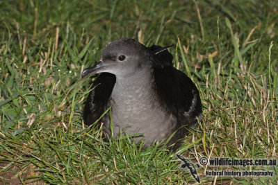 Short-tailed Shearwater a4697.jpg