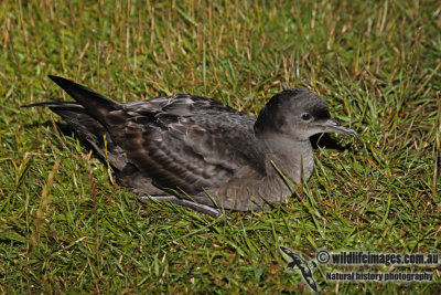 Short-tailed Shearwater a4999.jpg