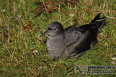 Short-tailed Shearwater a5005.jpg