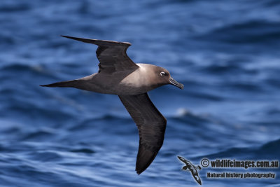 Light-mantled Sooty Albatross 6466.jpg