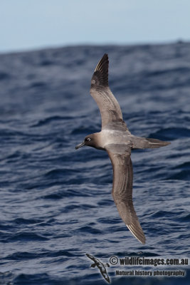 Light-mantled Sooty Albatross 6538.jpg
