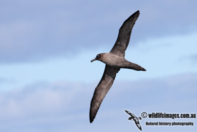 Light-mantled Sooty Albatross 6549.jpg