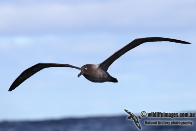 Light-mantled Sooty Albatross 6568.jpg