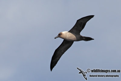 Light-mantled Sooty Albatross 6861.jpg